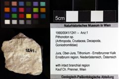 Foto (Objket + Etiketten) von Pithonoton sp. 